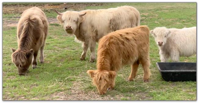 miniature scottish highland cattle without horns