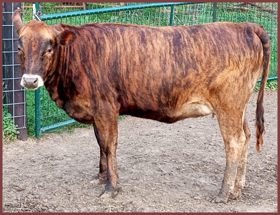 Belfair bred heifer for sale