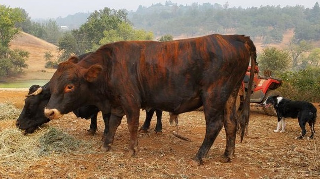 brindle Belfair bull for sale