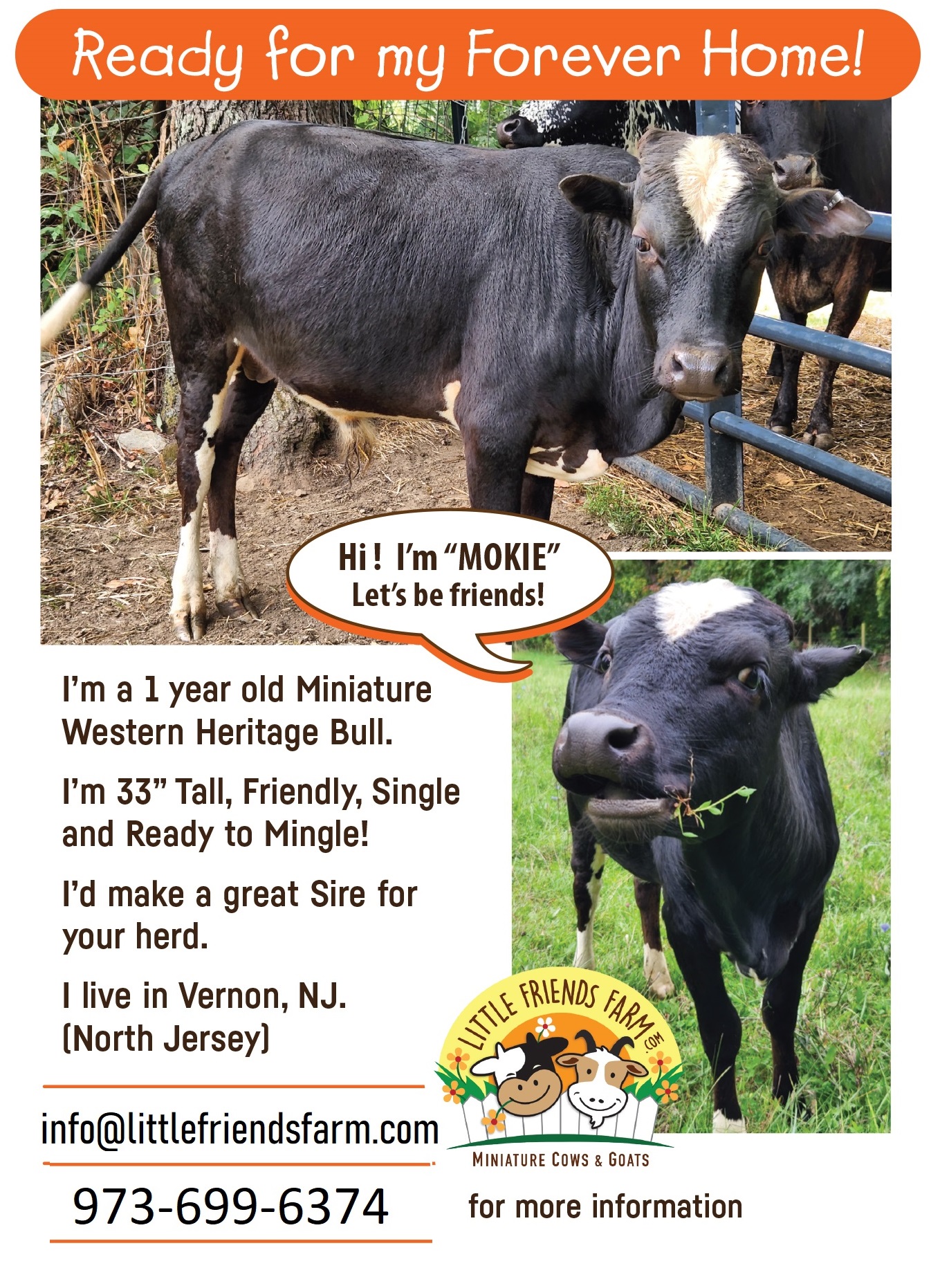 western heritage bull calves NJ