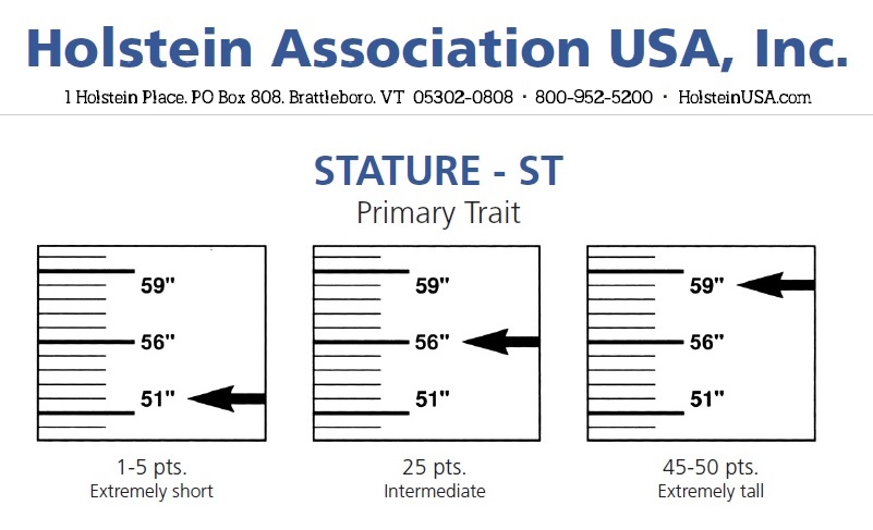 Holstein Assoc Stature measurements