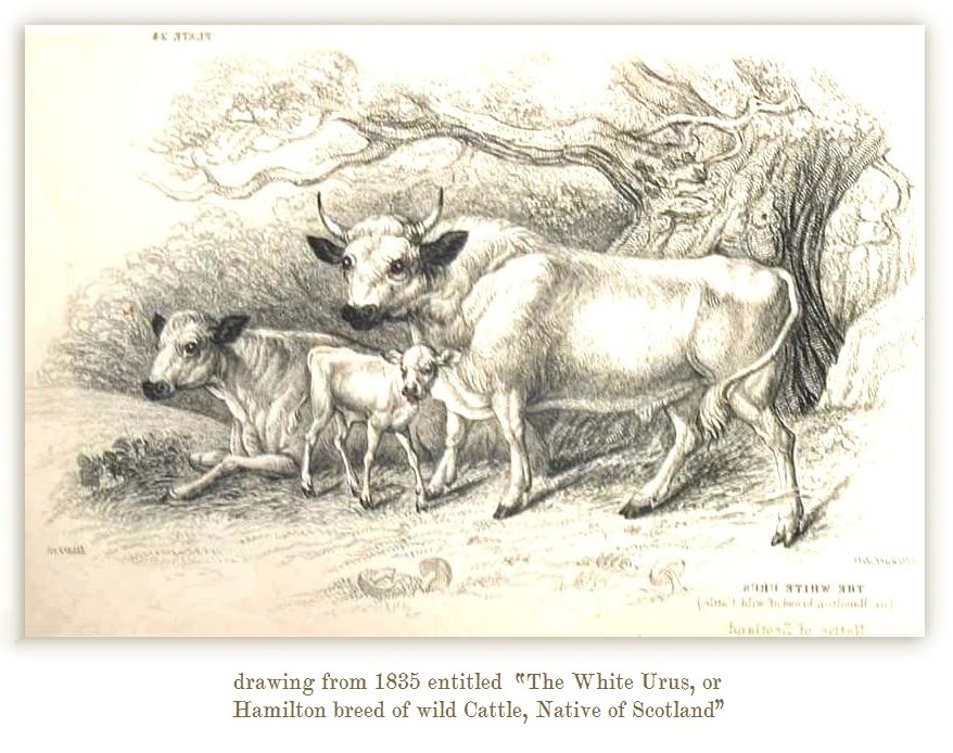 British White Parks were originally both polled and horned