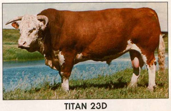 Titan 23D - SimmyX dilute carrier introduced in Herefords