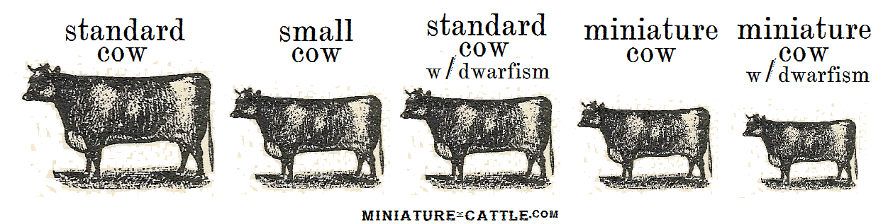 miniature cow size comparisons