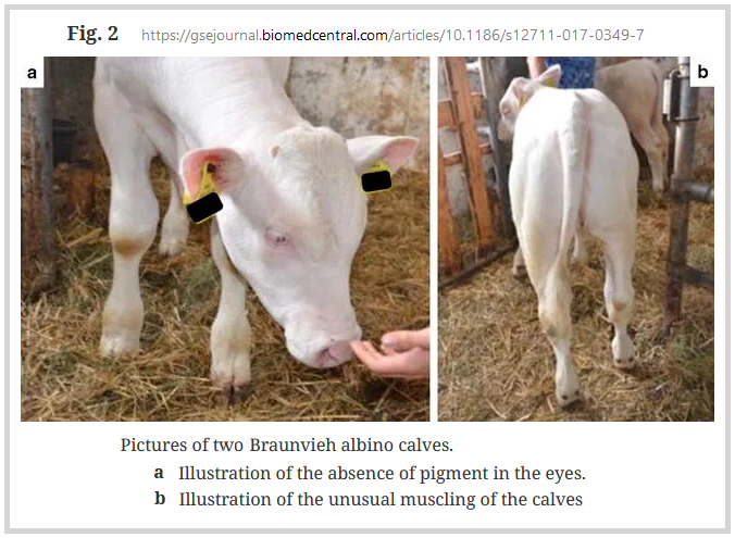 albino Braunvieh calves