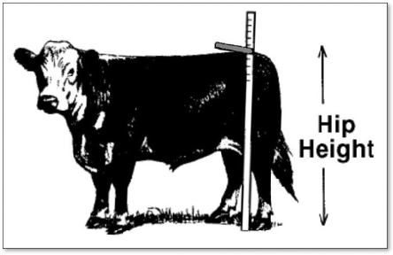 proper (universal) way to measure height in all breeds of cattle