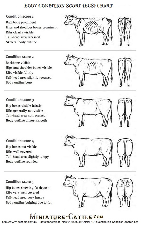 Body Condition Score (BCS) charts Homestead & Miniature Cattle Directory