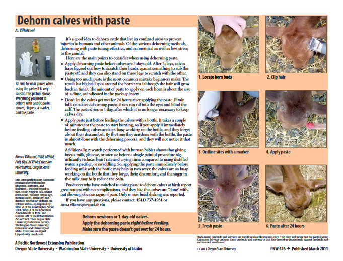 how to dehorn (disbud) calves with paste