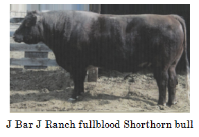 fullblood Shorthorn bull - J Bar J Ranch