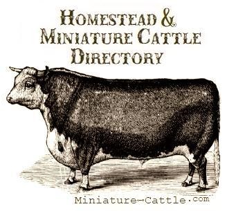 Homestead & Miniature Cattle Directory
