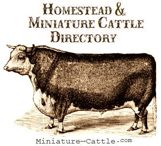 steer names: Homestead & Miniature Cattle Directory