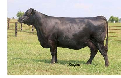 Bon View Bando 598 bred cow