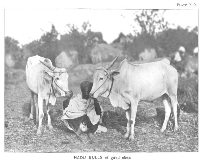 Nadu bulls 1895