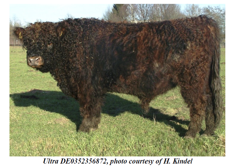 Coat Color in Galloway Cattle