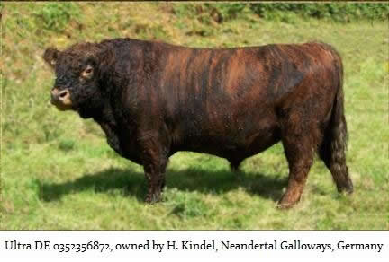 Ultra, brindle Galloway bull in Germany