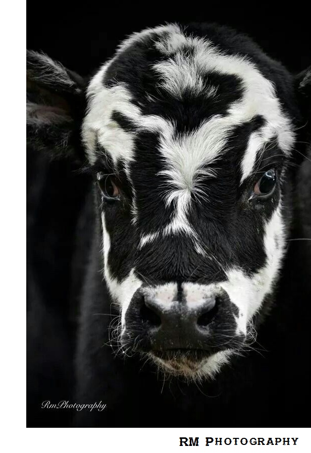 Brockle faced calf  - RM Photography