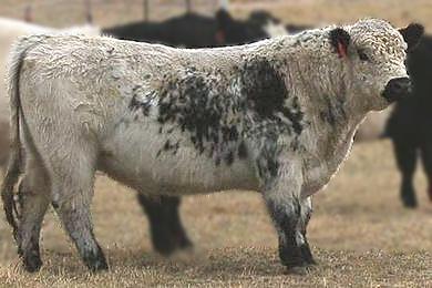 H5 Spotty, Cs White Galloway bull