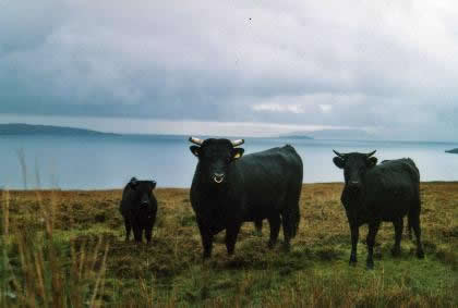 heritage Kerry cattle