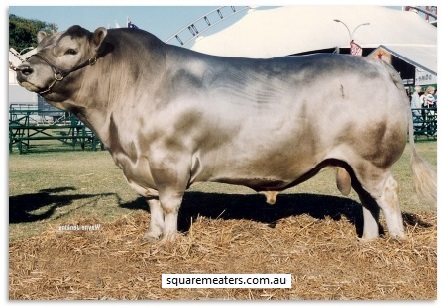 Square Meater bull