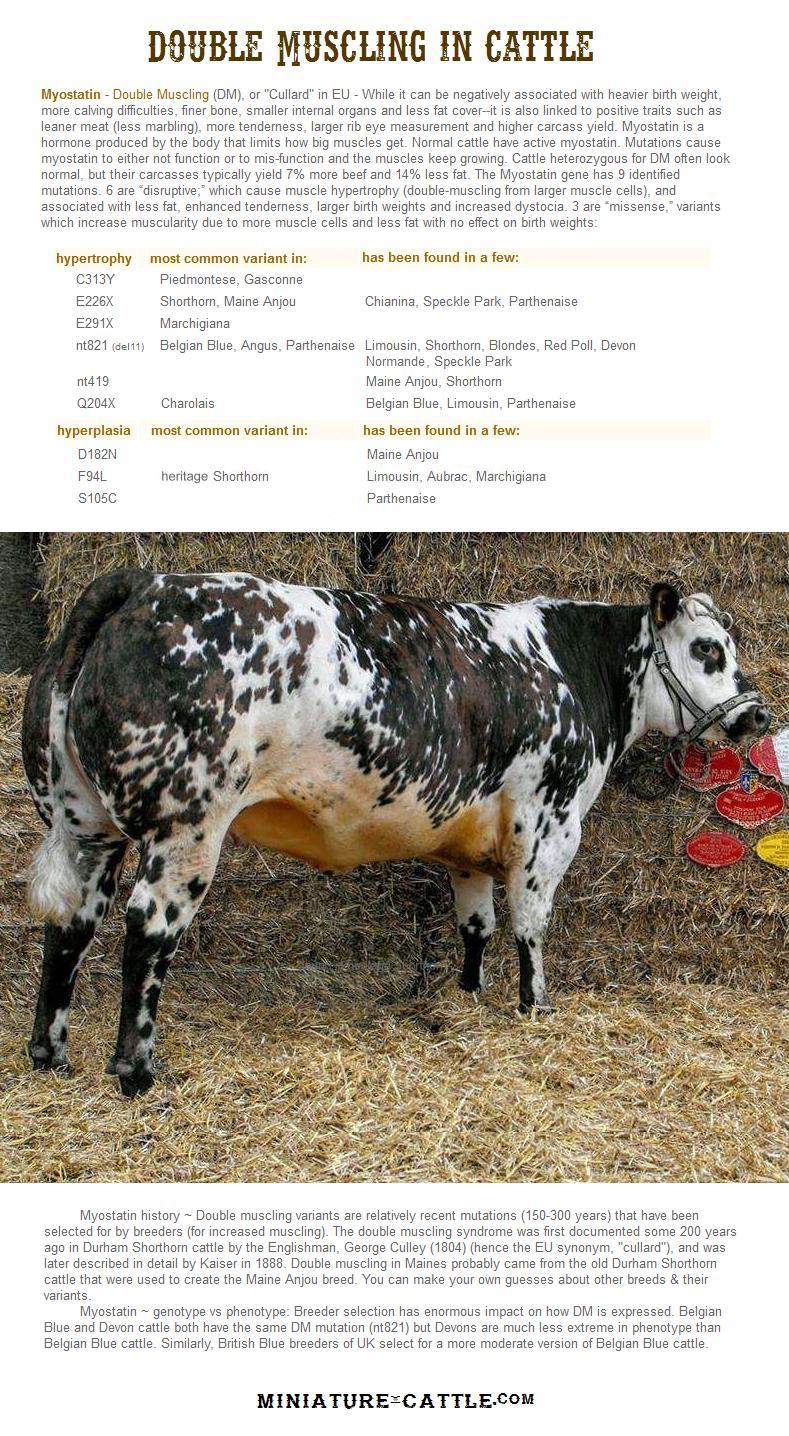 double muscling variants in breeds of cattle