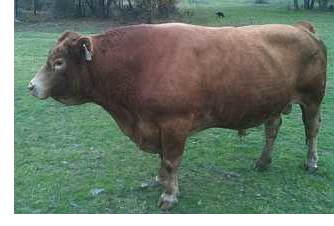 beefalo bull