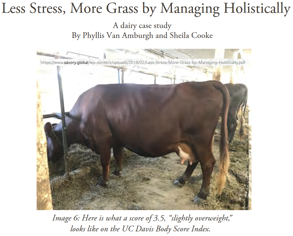 bcs dairy cow