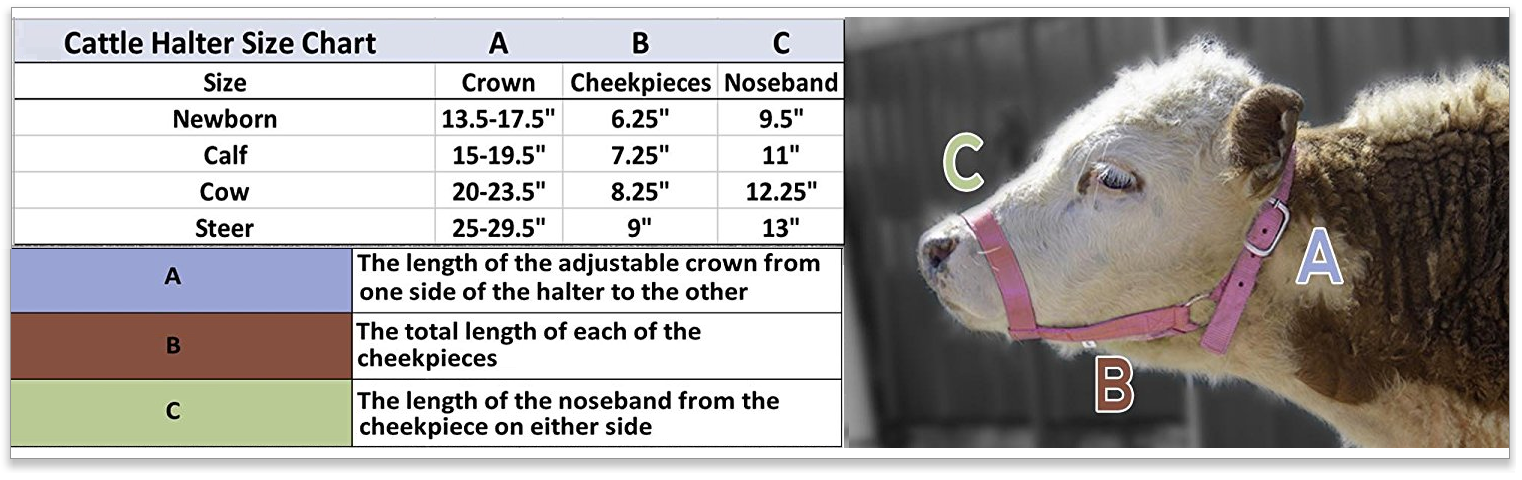 measure calf for halter