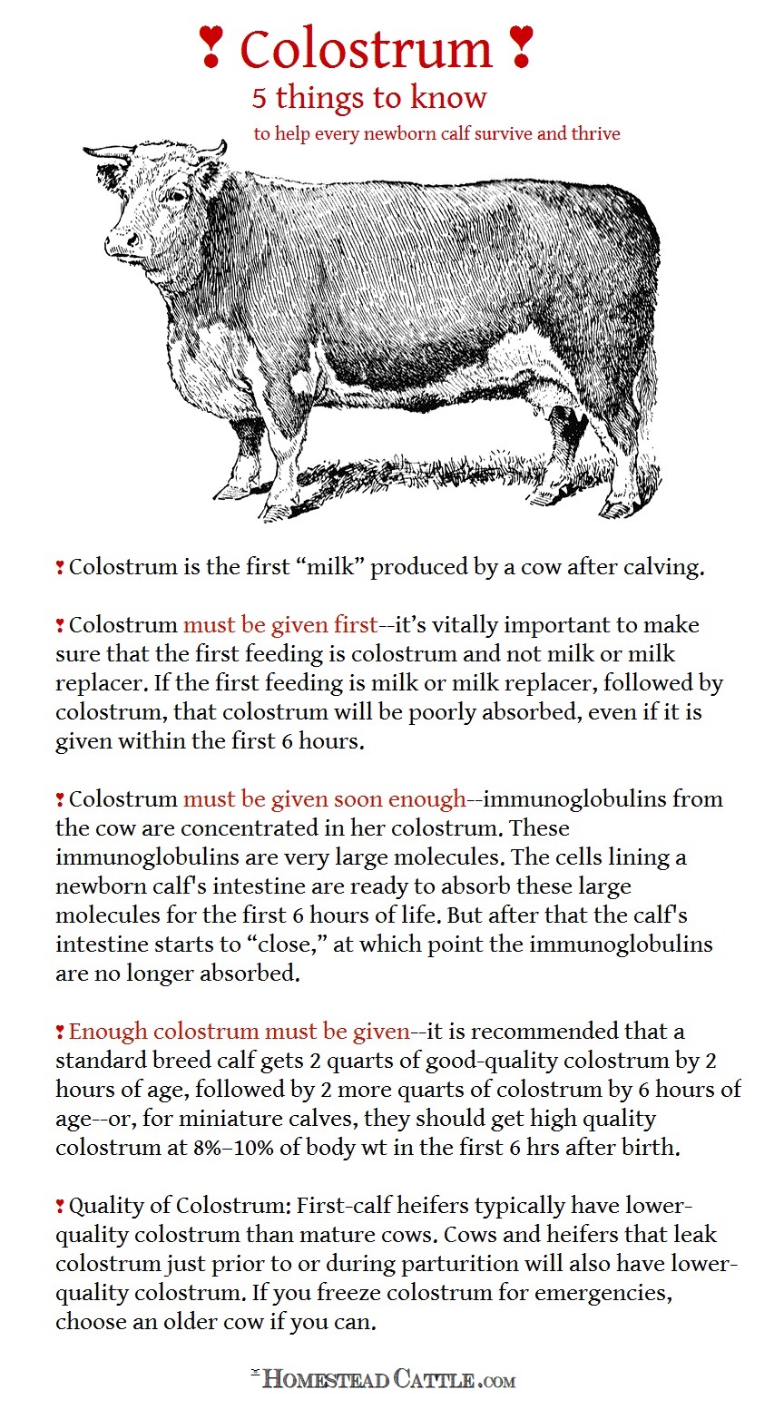 colostrum pin